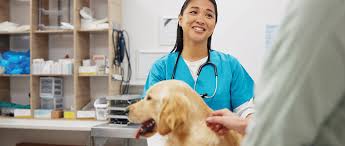 Locum Vets: Employee or Contractor in BC? CRA Rules You Must Know