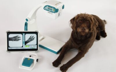 Can Vet Clinics Claim the GST Back on Equipment in BC? A CPA Explains