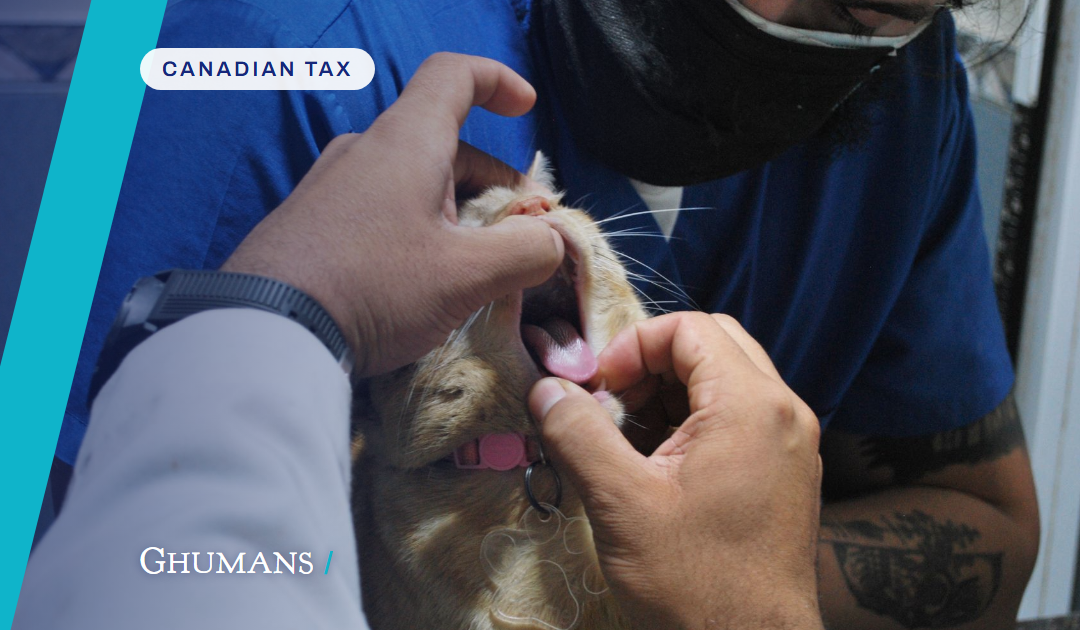 Top 5 Tax Mistakes BC Veterinarians Make Every Year (And How to Fix Them in 2025)
