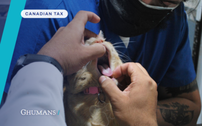 Top 5 Tax Mistakes BC Veterinarians Make Every Year (And How to Fix Them in 2025)