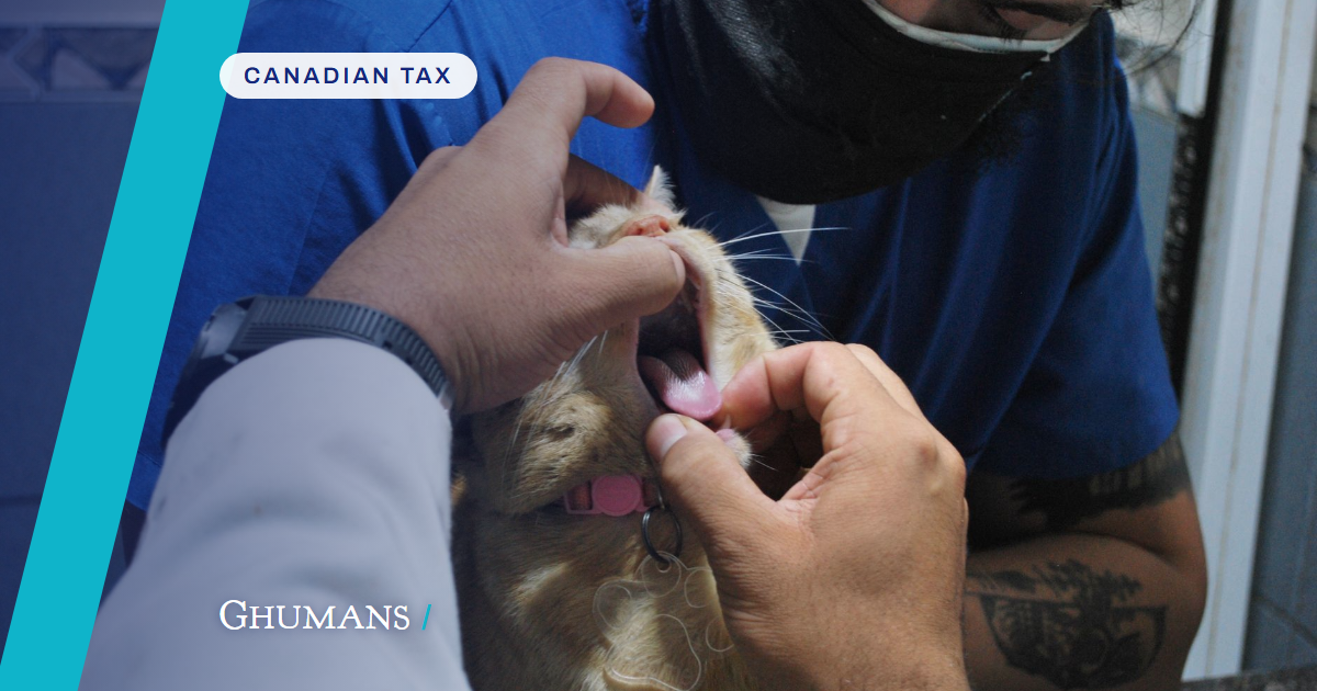 2026-07-25-bc-vet-tax-mistakes-cpa-fixes-photo Top 5 Tax Mistakes BC Veterinarians Make Every Year (And How to Fix Them in 2025)