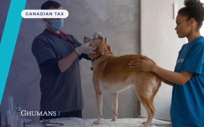 Can Vet Clinics Claim the GST Back on Equipment in BC? A CPA Explains